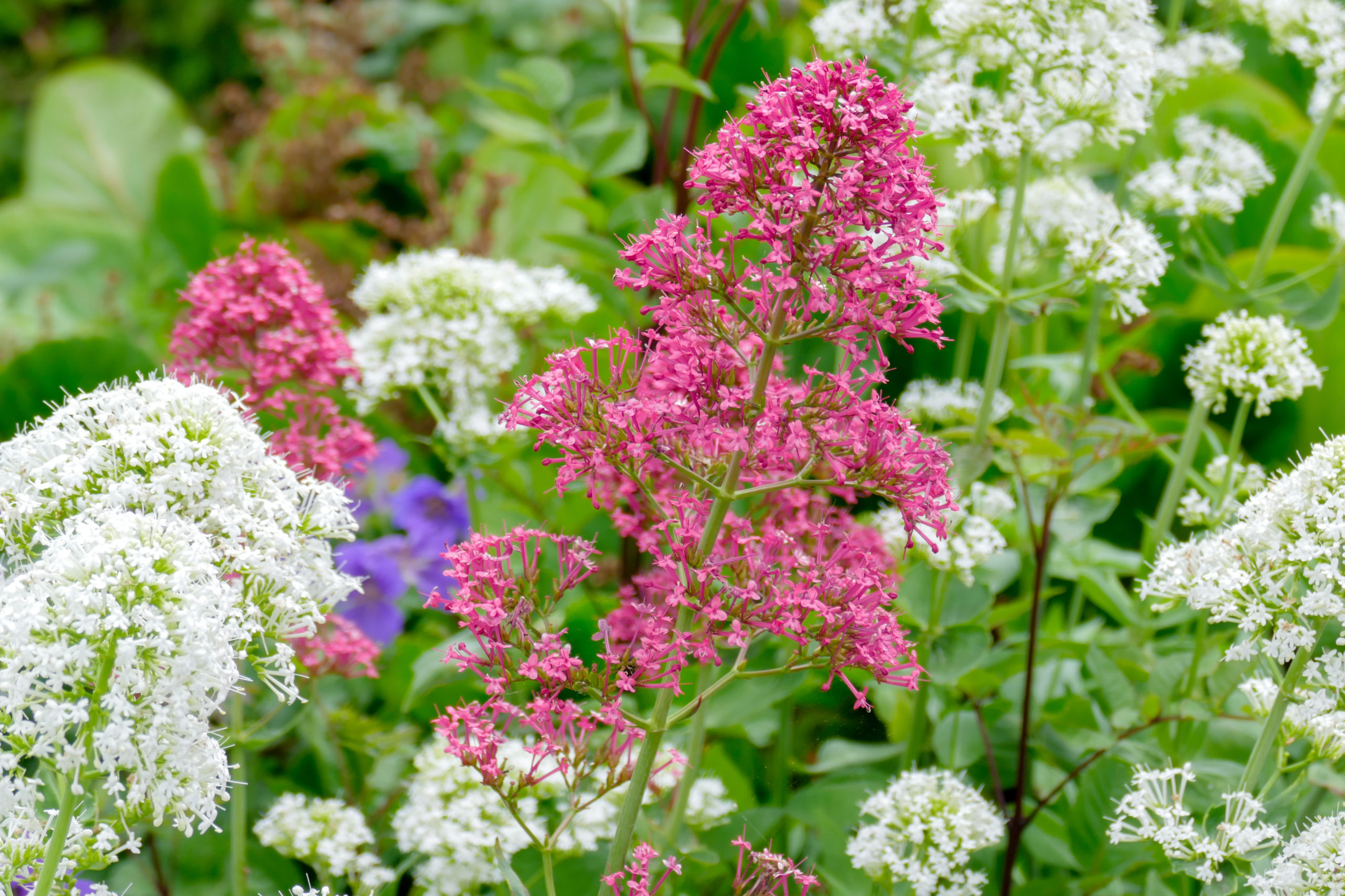 Red and White Valerian (Centranthus ruber)