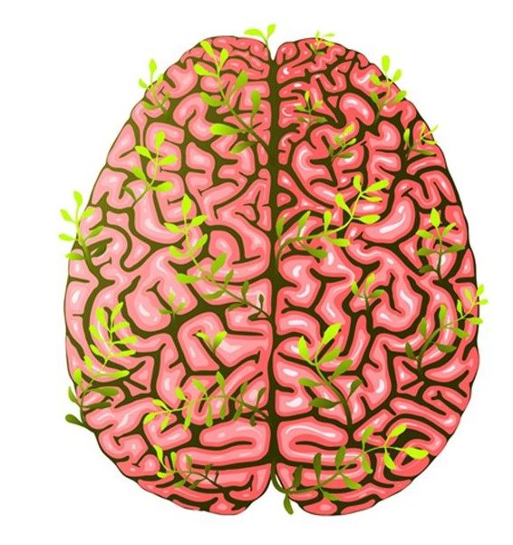 brain botanical image