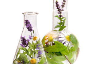 Erlenmeyer flask and flat bottom flask with fresh medical herbs.