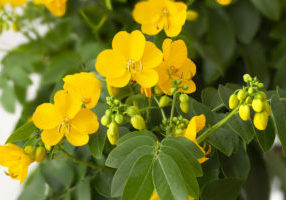 Senna (Cassia Corymbosa) flowers